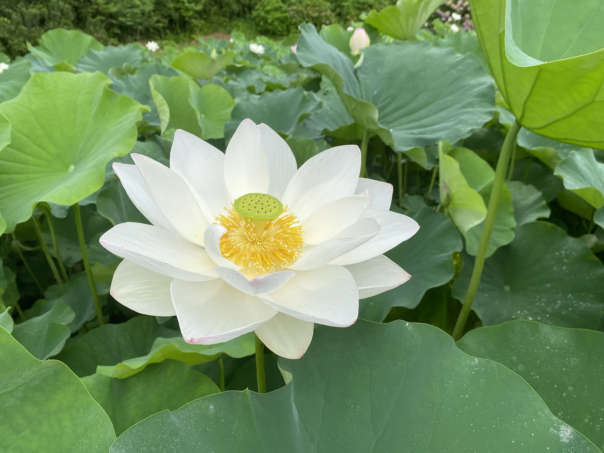 穴虫の郷のハス (亀山市)