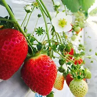 ＪＡ伊勢 長沢ファーム：レッドパール