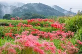 坂本棚田の彼岸花