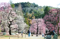 早春を告げる梅を楽しむ レッドヒルヒーサーの森