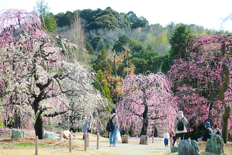 早春を告げる梅を楽しむ レッドヒルヒーサーの森