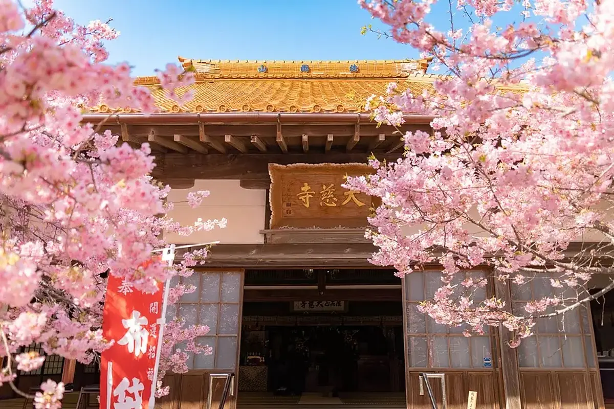 Fleurs de cerisier Kawazu au temple Daijiji