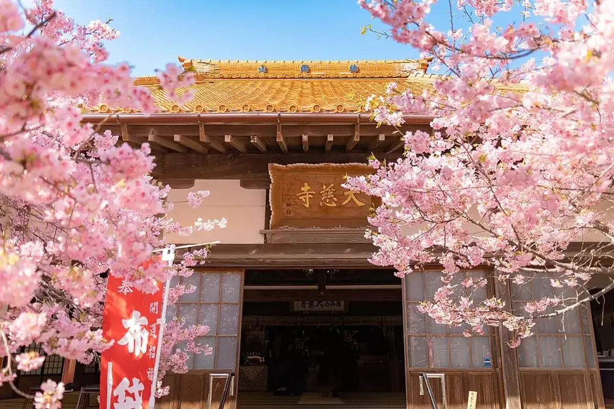 Los cerezos en flor Kawazu en el templo Daijiji