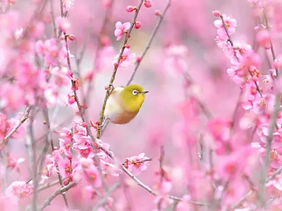 梅の花とメジロ