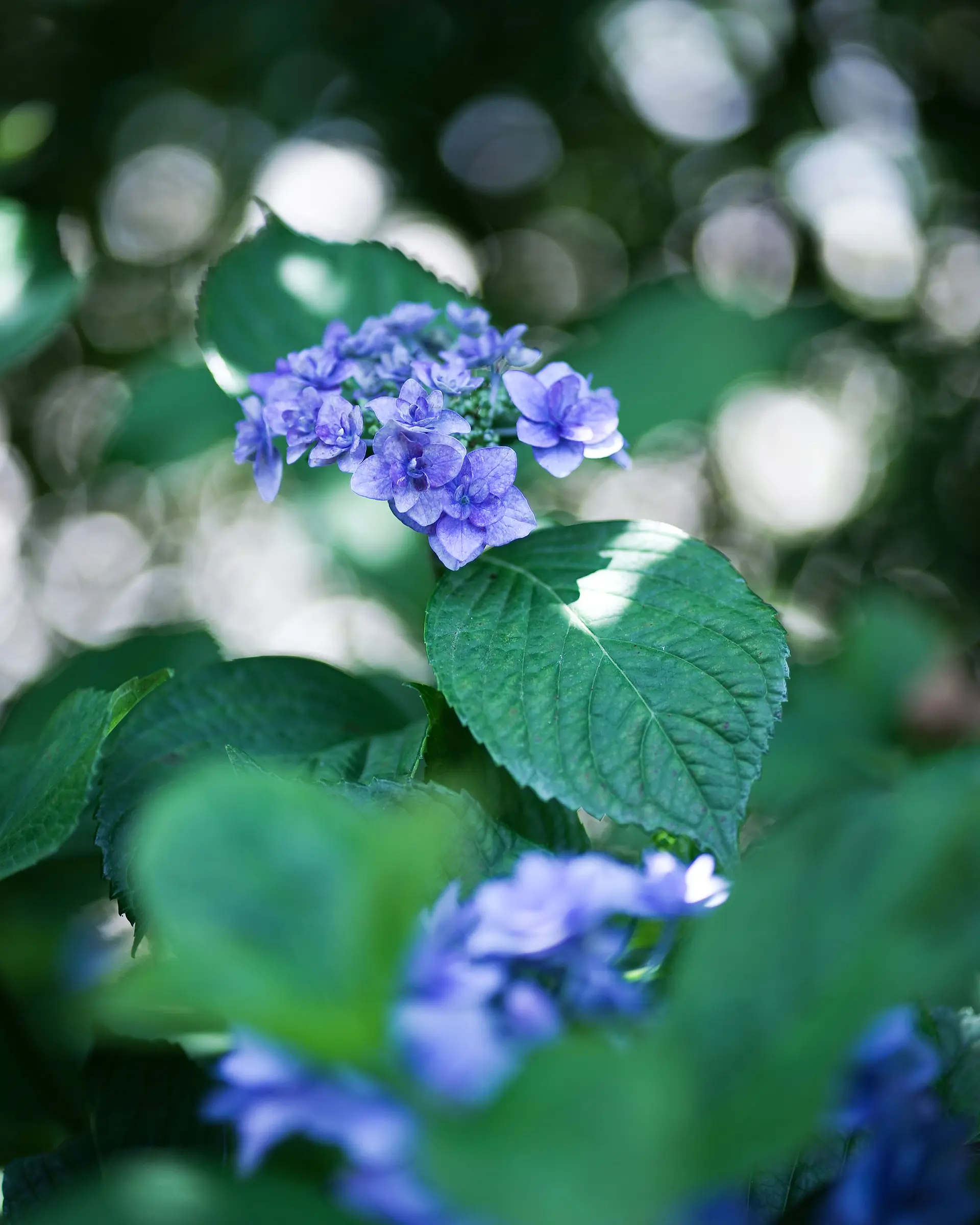 赤塚アジサイガーデン