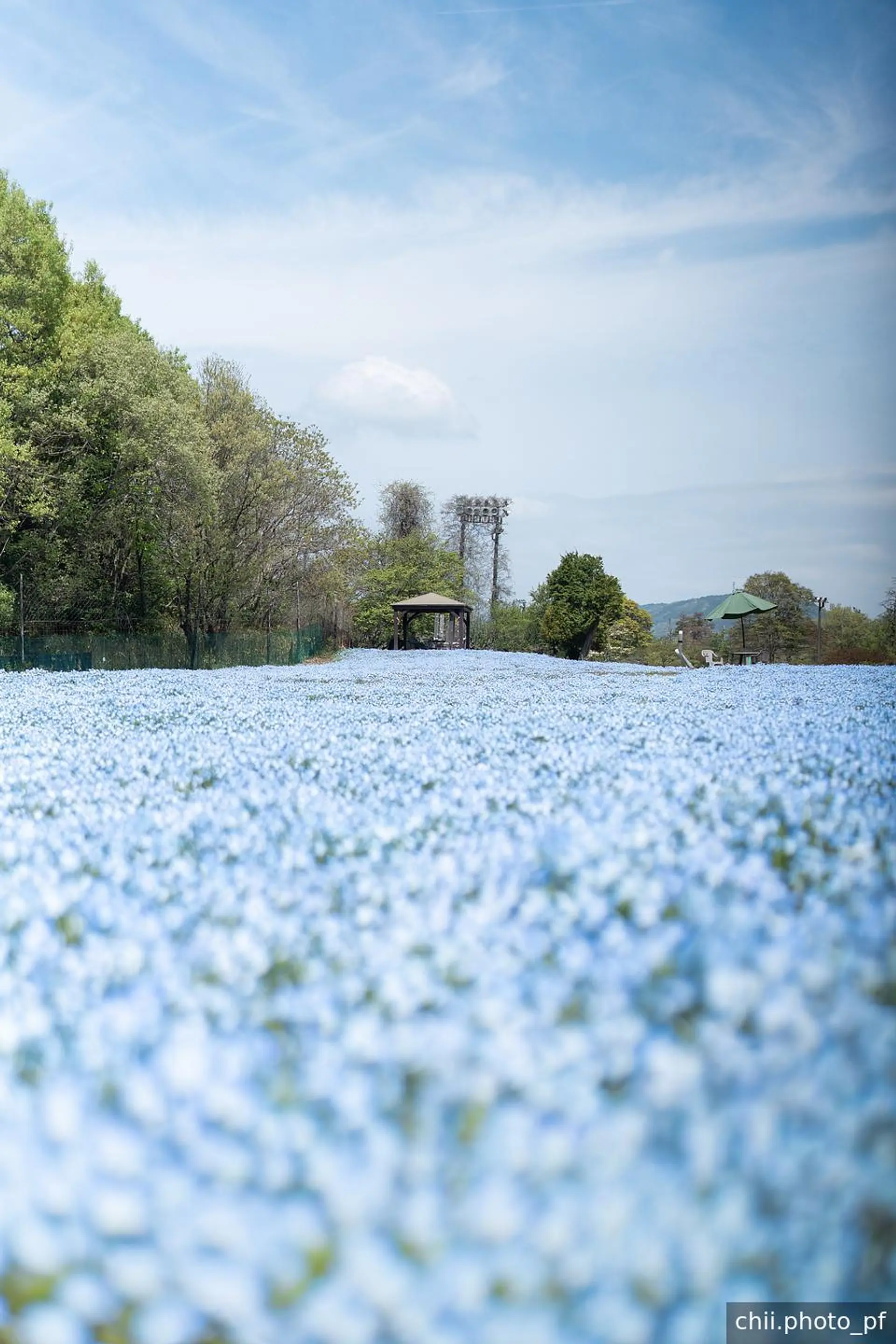 こども広場のネモフィラエリア