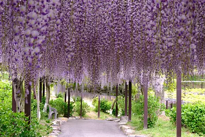 かざはやの里の藤（2）