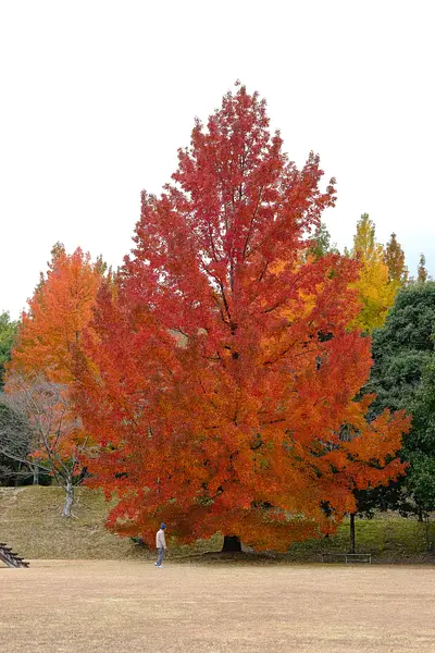 三重県民の森のフウの木（3）