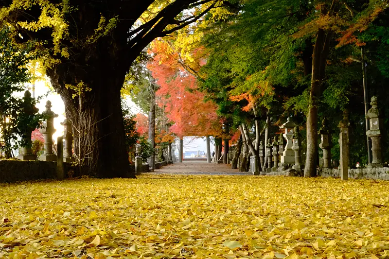 黄金に輝く黄葉が美しすぎる！三重県でイチョウ（銀杏）の紅葉が 