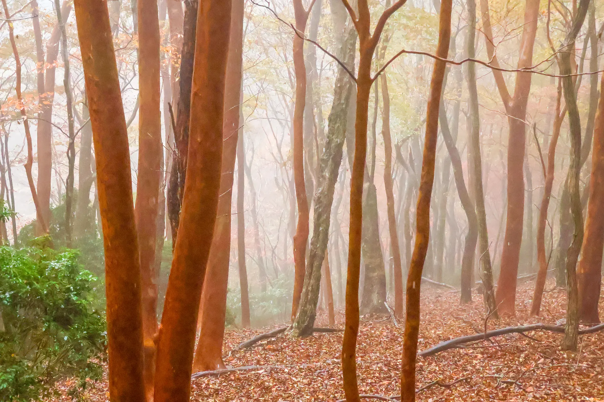 おおだいフォトコン応募作品