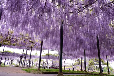 かざはやの里の藤（3）
