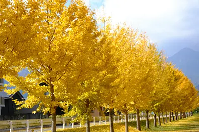 菰野町役場付近三滝川沿いのイチョウ並木（1）
