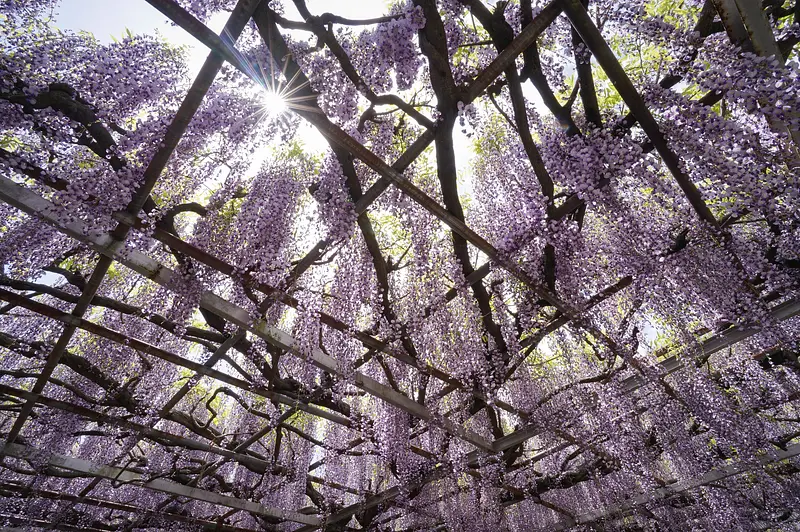 Wisteria at Taiganji Temple