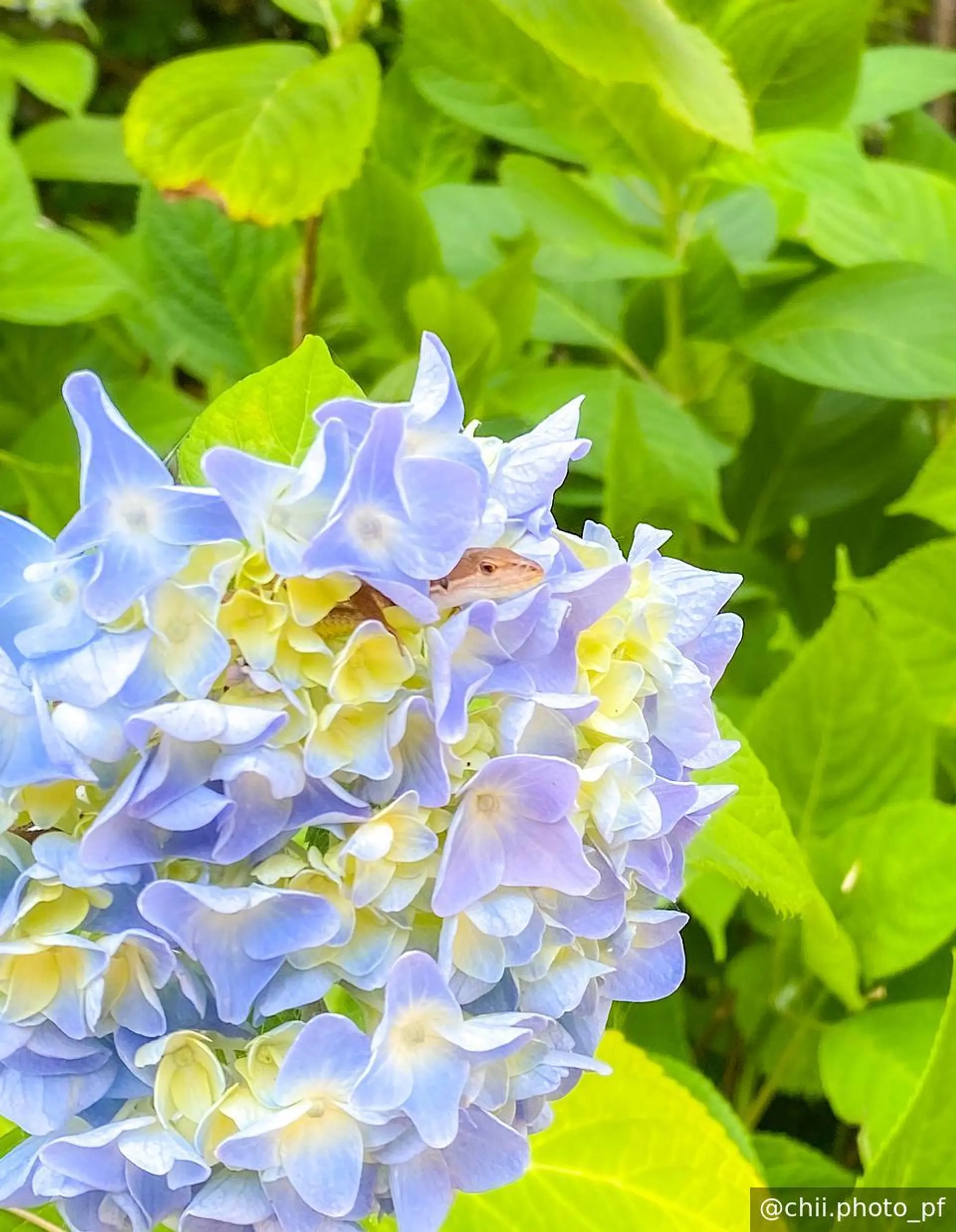 カナヘビ