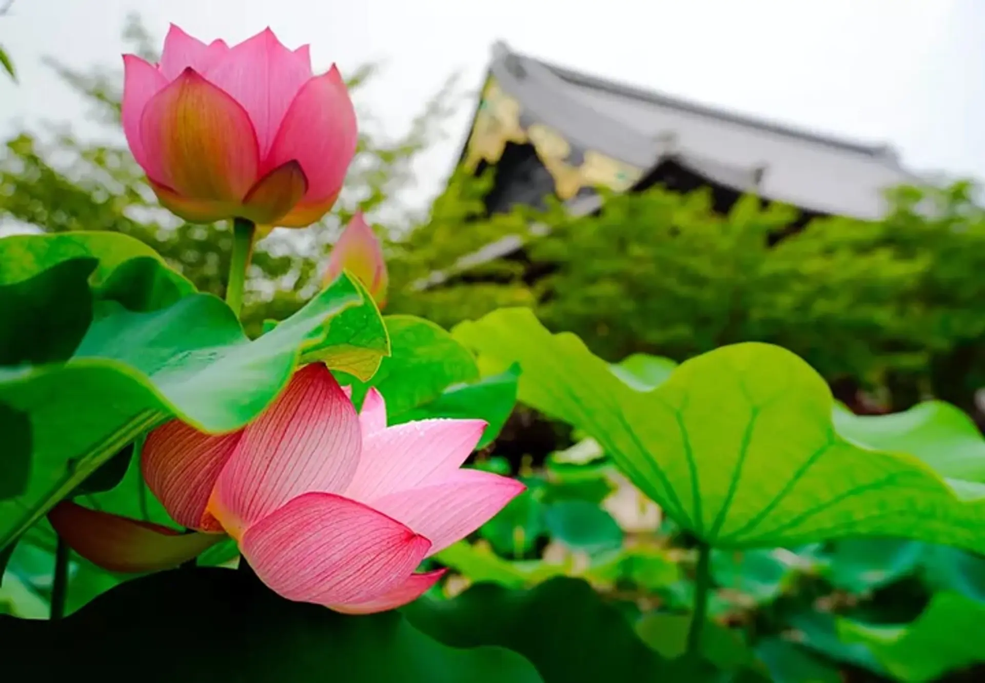 高田本山の蓮 (津市)