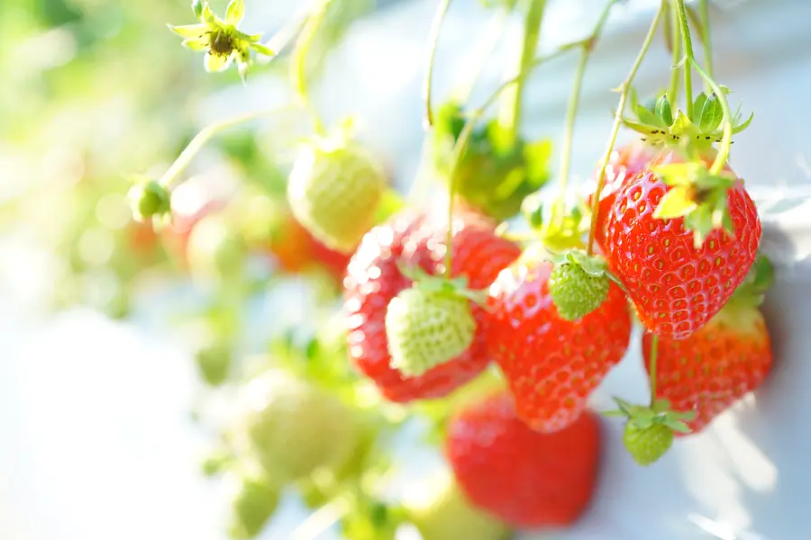 ＪＡ伊勢 長沢ファーム：レッドパール