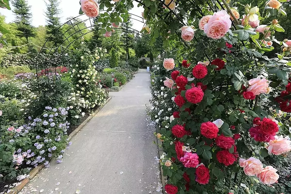 Manchas de rosas famosas en la prefectura de Mie