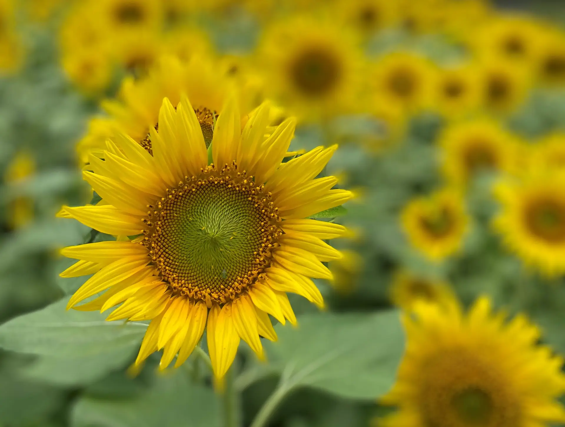三重県ヒマワリの名所