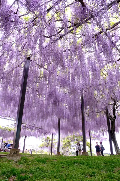 かざはやの里の藤（4）