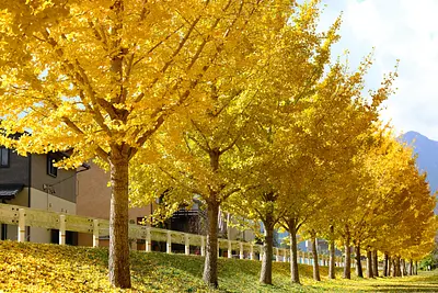 菰野町役場付近三滝川沿いのイチョウ並木（2）