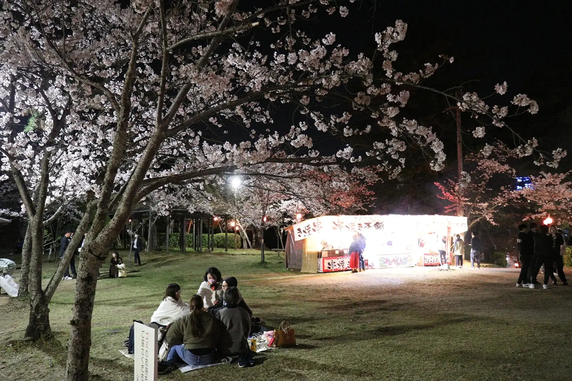 公園全体がほんのり照らされる夜桜がきれい🌸