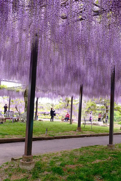 かざはやの里の藤（5）