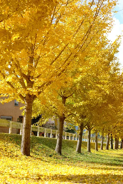 菰野町役場付近三滝川沿いのイチョウ並木（3）