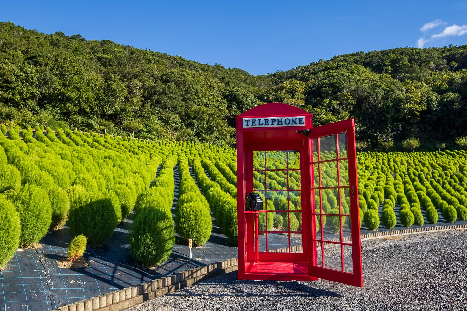 志摩市観光農園　コキア