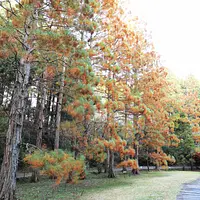 紅葉する水松（スイショウ）の並木　※2023年12月6日撮影