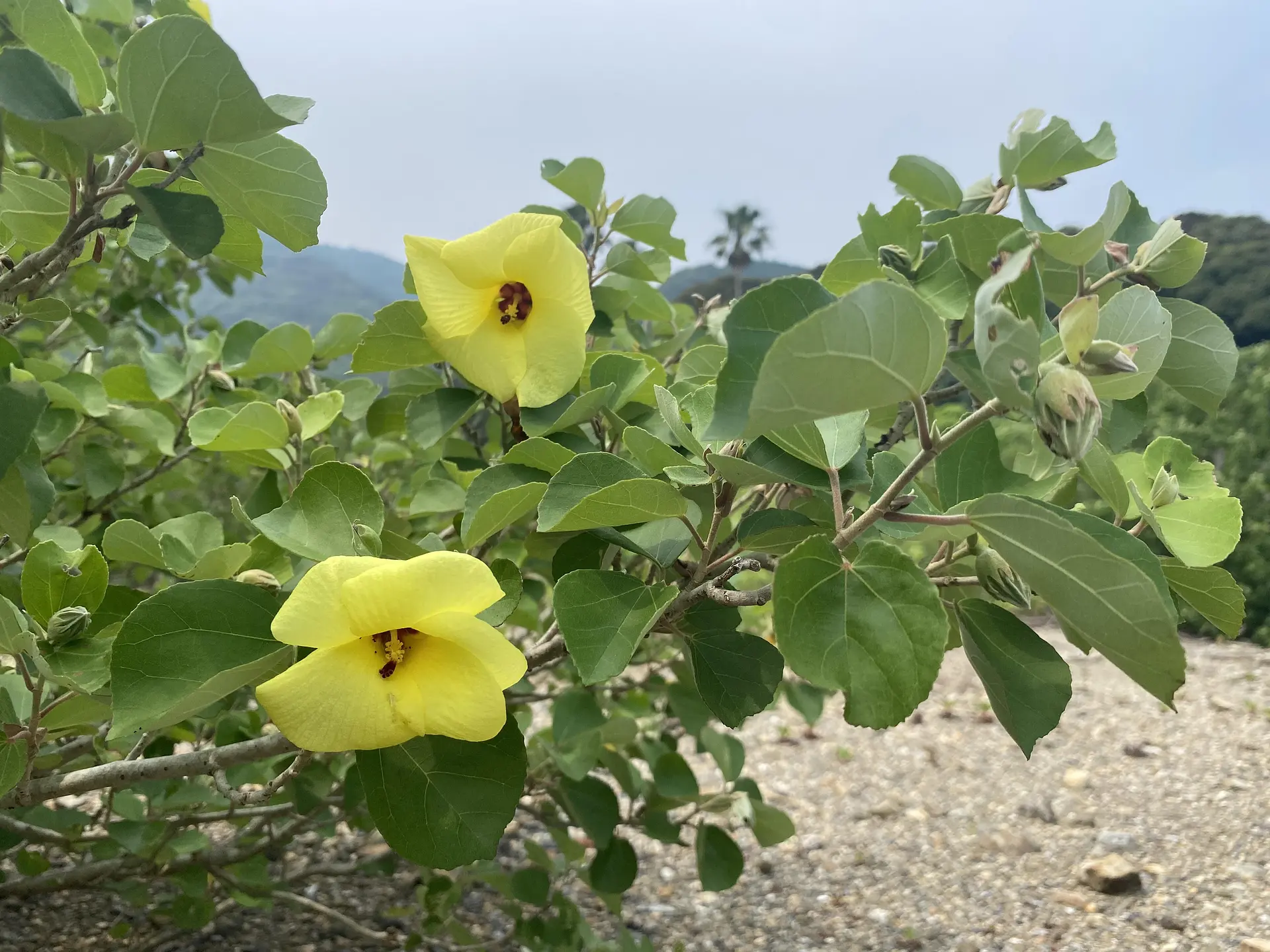 南伊勢町のハマボウ群生地 