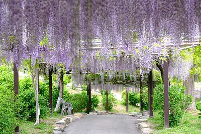 かざはやの里の藤（6）