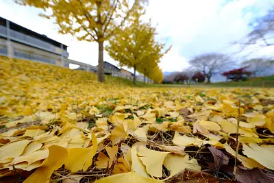 菰野町役場付近三滝川沿いのイチョウ並木（4）