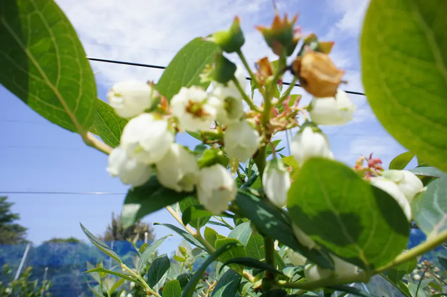 四日市的藍莓農園“賞花&amp;苗木銷售會”