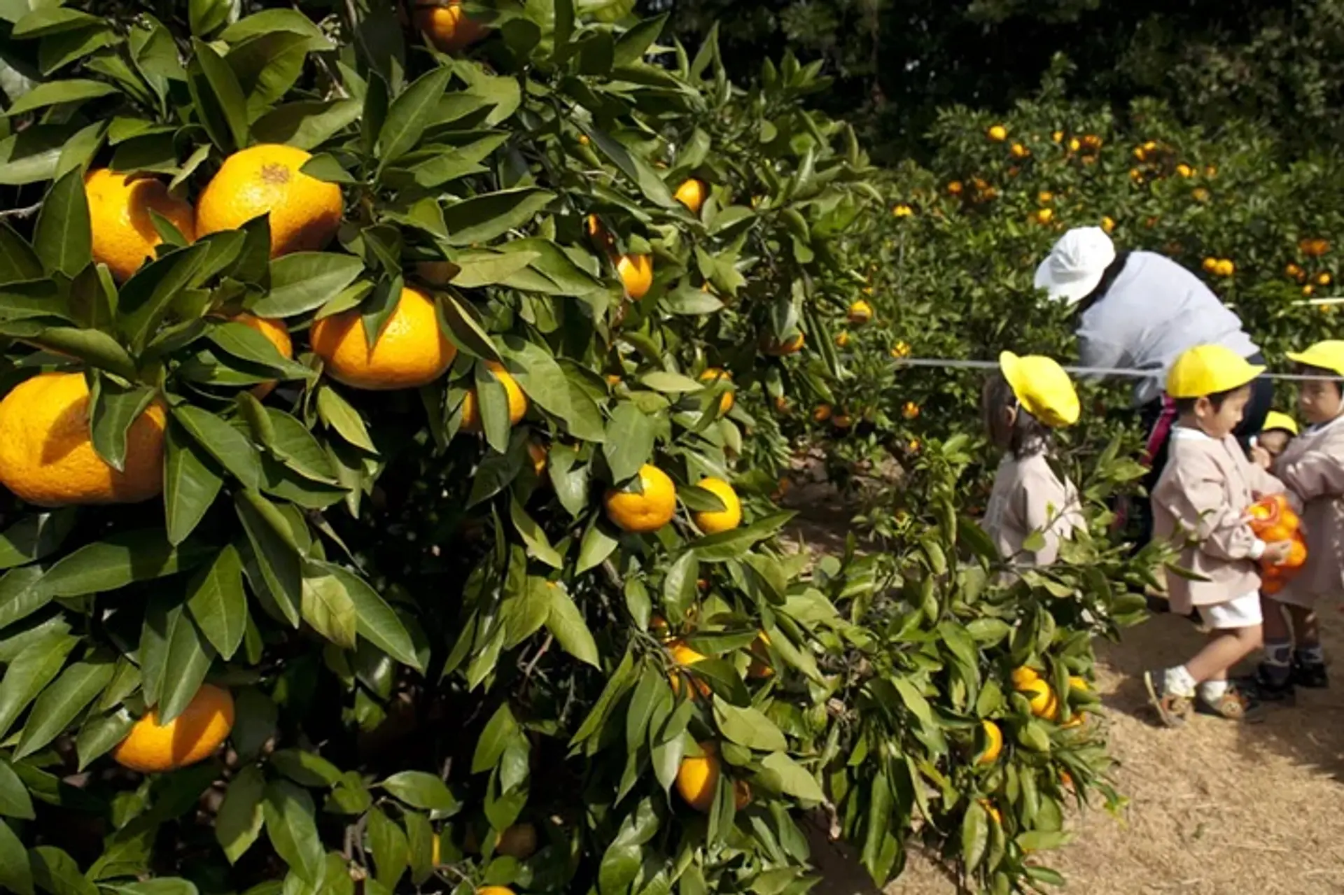 津観光みかん狩り園