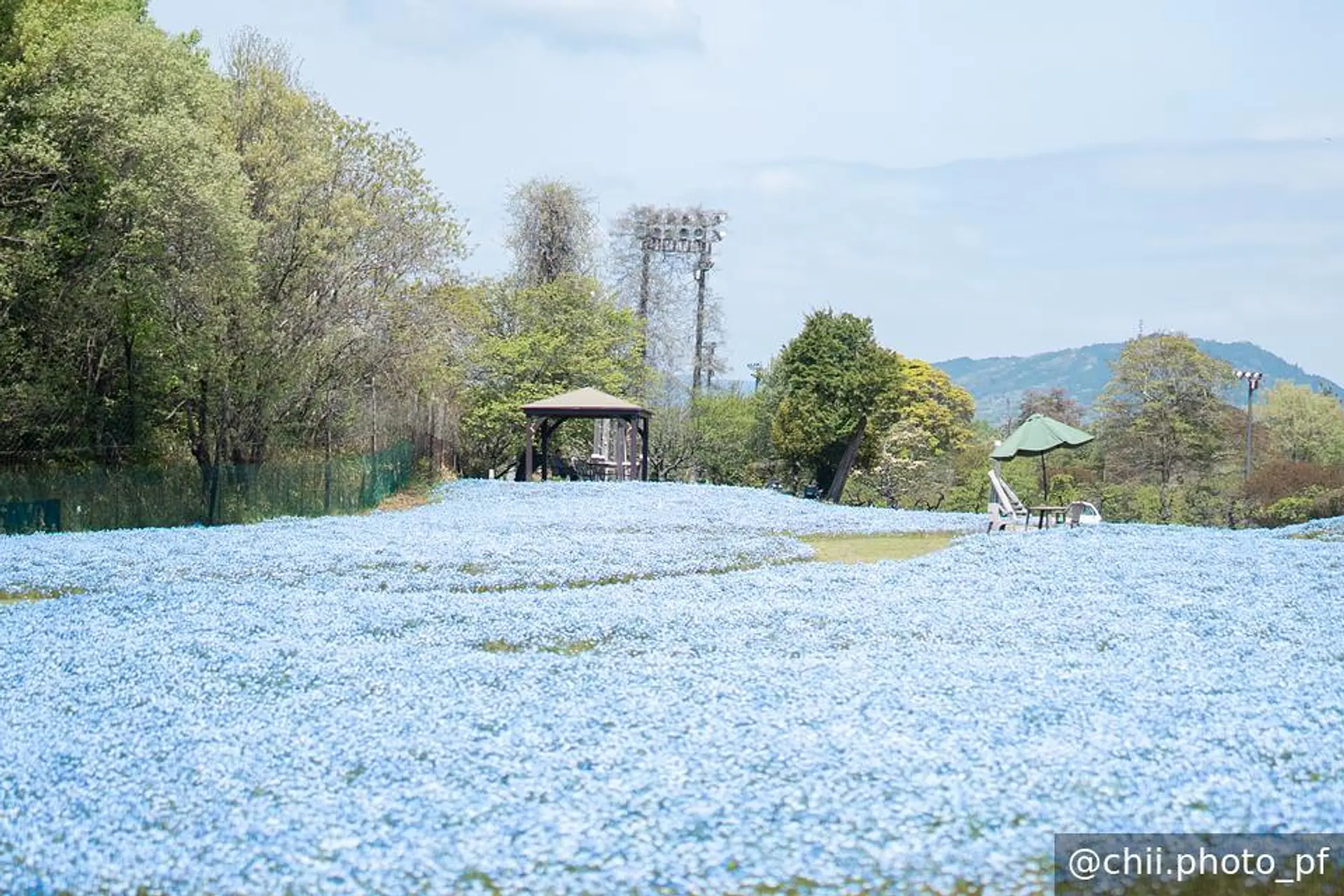 ネモフィラエリア