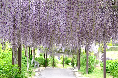 かざはやの里の藤（7）