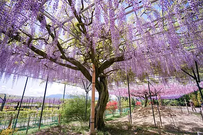 Spectacular wisteria trellises and beautiful aurora curtains! We introduce 3 recommended wisteria spots in KameyamaCity and TsuCity, carefully selected by Mie Travel Ambassador chii, who chases after seasonal flowers!