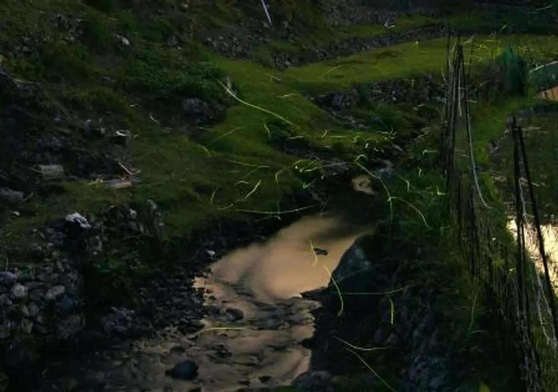 横輪川流域のホタル