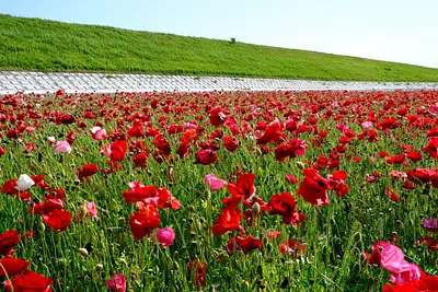 津市木造町雲出川河川敷のポピー（1）