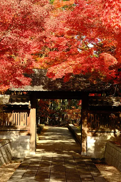 高田本山専修寺の紅葉（4）