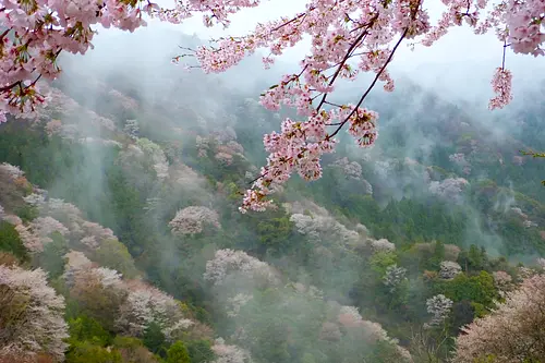 2016 Concurso de fotografía Dontokoi Odai 1er lugar “Paso Aizu en la niebla de la mañana”