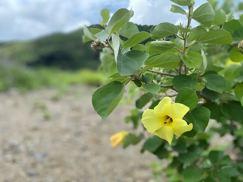 水辺に咲くレモンイエローのハマボウ。三重県内の観賞スポットをピックアップしてご紹介！
