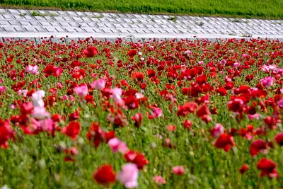 津市木造町雲出川河川敷のポピー（2）