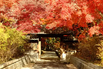高田本山専修寺の紅葉（5）
