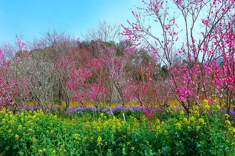 미에현영 선 아레나 꽃 광장