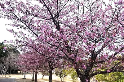 Parc ensoleillé de Kameyama