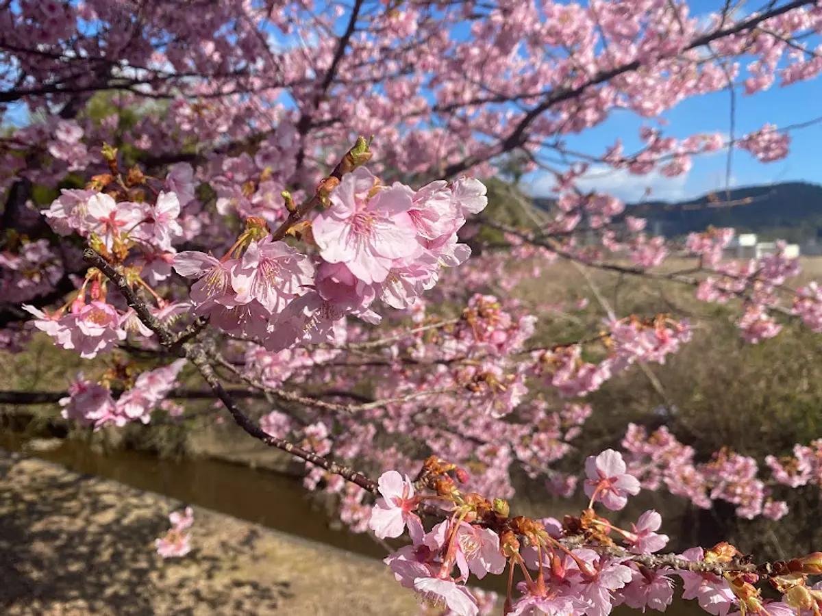 Los cerezos en flor de Kawazu en el parque deportivo Yamazaki