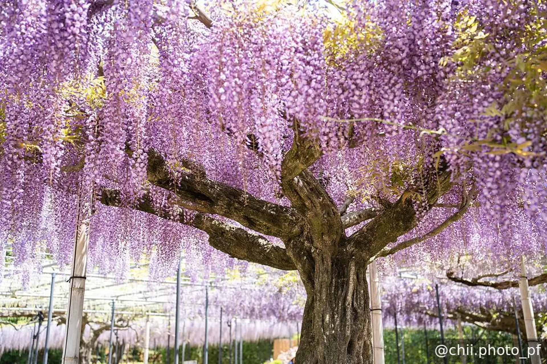 力強い幹と枝ぶり、満開の藤