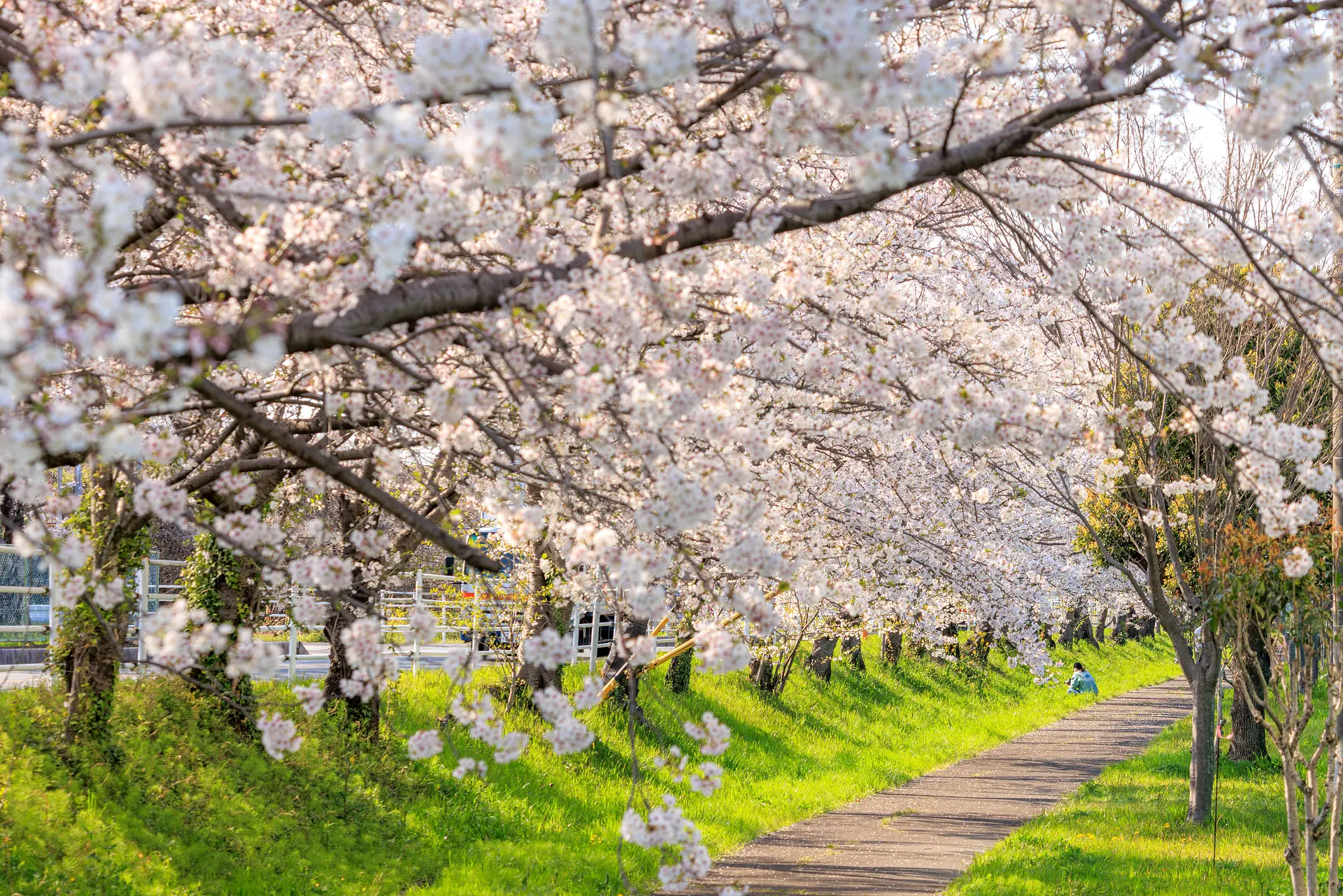 【鍋田川堤桜並木】遊歩道の桜並木