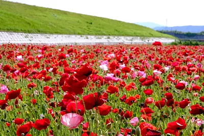 津市木造町雲出川河川敷のポピー（3）